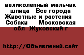 великолепный мальчик шпица - Все города Животные и растения » Собаки   . Московская обл.,Жуковский г.